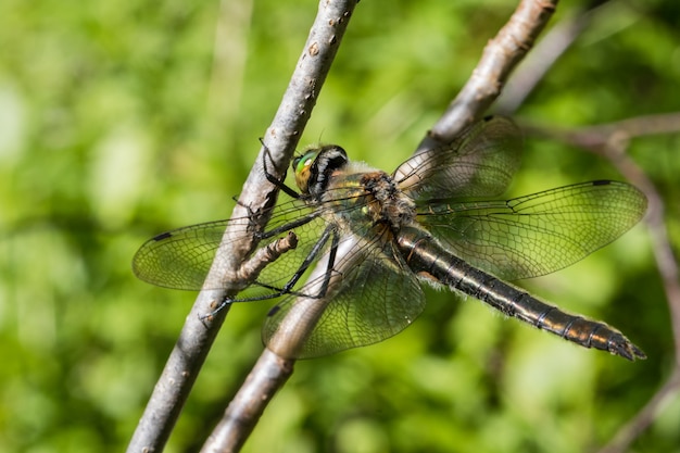 Cordulia Aenea Kobieta