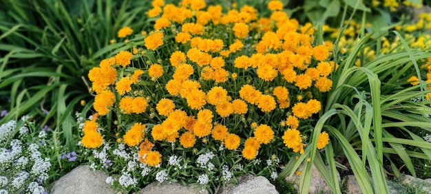 Coreopsis grandiflora lub wielkokwiatowe kleszczowe żółte kwiaty w projekcie ogrodu