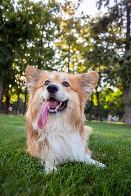 Corgi puszysty portret