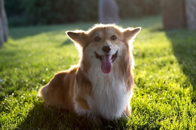 Corgi puszysty portret