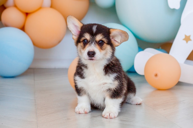 Corgi szczeniak Walijski Pembroke siedzi na tle balonów