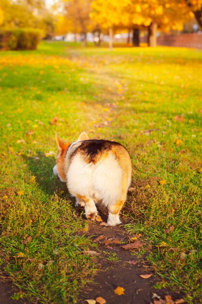 Corgi w jesiennym parku miejskim idzie wzdłuż ścieżki widok z tyłu