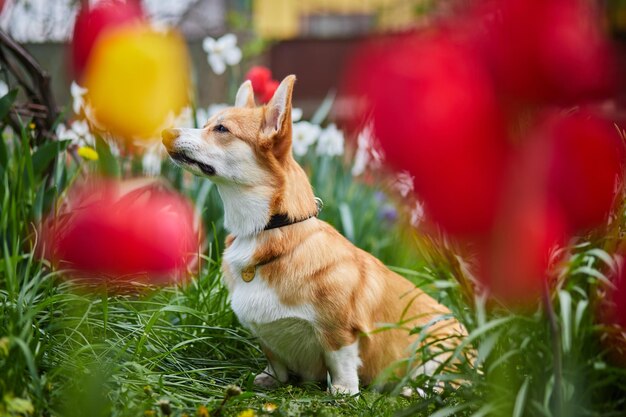 Corgi W Wiosennych Kwiatach