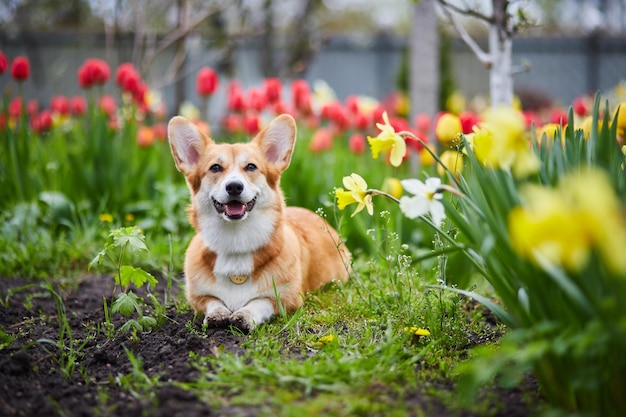 Corgi w wiosennych kwiatach