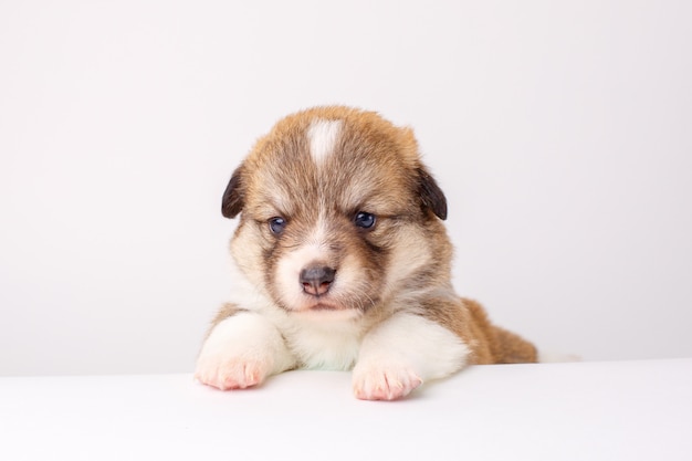 Corgi Welsh Pembroke szczeniak kłama na białym tle