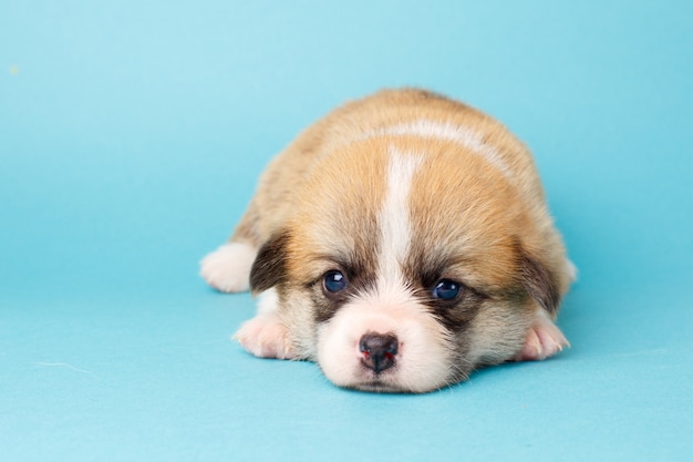 Corgi Welsh Pembroke szczeniak leży na niebieskim tle