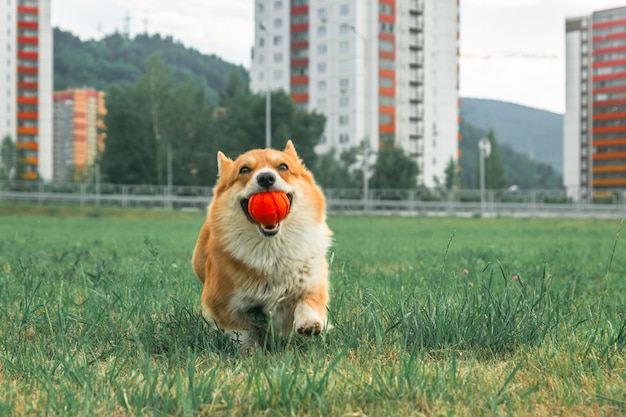 Corgi z piłką w pysku biega po trawniku