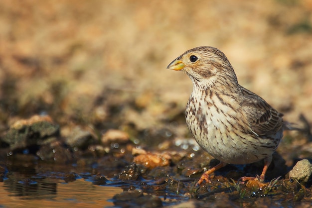 Corn Bunting (Miliaria calandra) pije wodę.