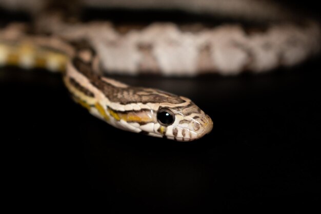 Corn Snake Anerythristic wyizolowany na czarnym tle