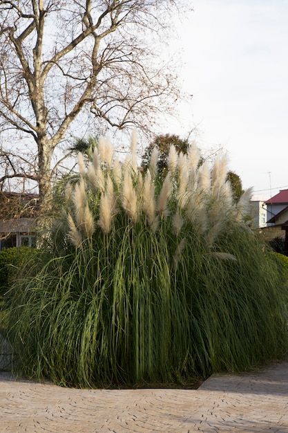 Cortaderia selloana, trawa pampasowa Duże puszyste kłoski biało-srebrno-białe na tle nieba, naturalne tło