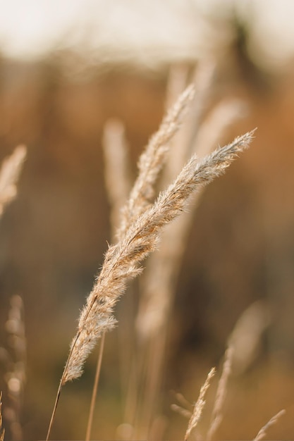 Cortaderia selloana wysoka modna trawa pampasowa kołysząca się majestatycznie na wietrze na tle zachodu słońca.