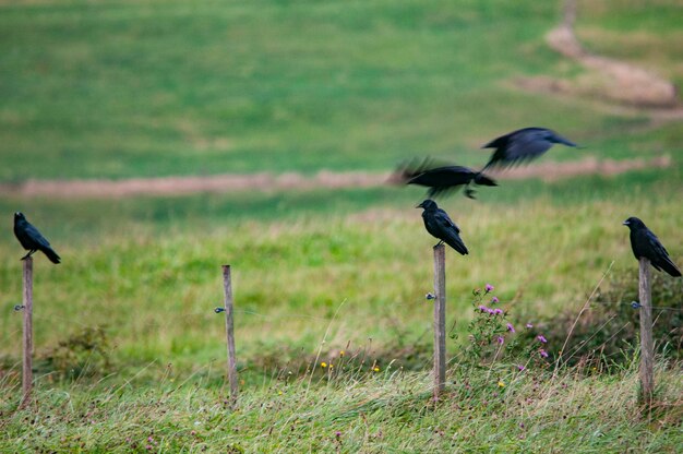 Corvus Corax Wrona Duża To Gatunek Wróblowatych Z Rodziny Krukowatych