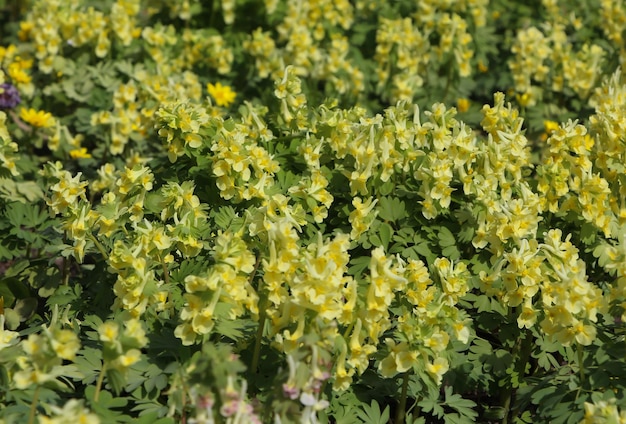 corydalis bracteata kwiaty steph pers w pełnym rozkwicie w ogrodzie botanicznym selektywne skupienie
