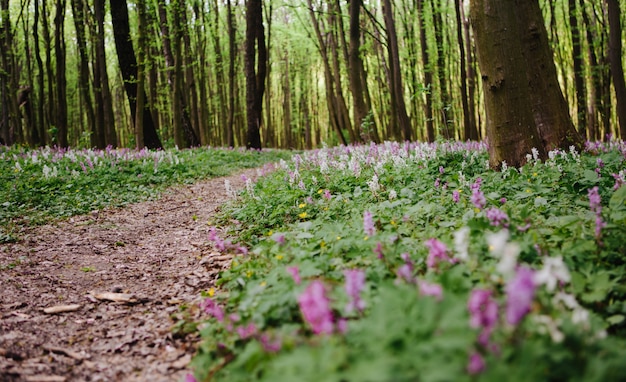 Zdjęcie corydalis cava wczesną wiosną kwitną dzikie lasy leśne, białe fioletowe fioletowe kwitnące piękne małe rośliny o zielonych liściach