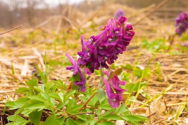 Zdjęcie corydalis kwitnie na polanie w lesie