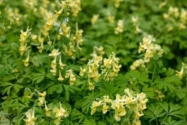 Zdjęcie corydalis lutea delikatne żółte kwiaty rurkowe z koronkowymi liśćmi