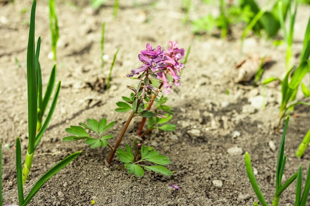 Corydalis solida w ogrodzie Tradycyjna wiosenna roślina w lasach północnej Europy i Azji