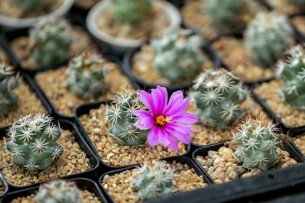 Coryphantha elephantidens kaktus w ogrodzie