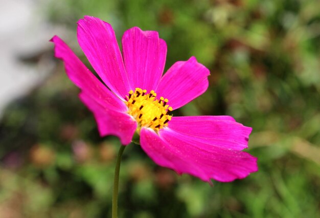 Cosmea w ogrodzie Zdjęcie makro z rozmytym tłem