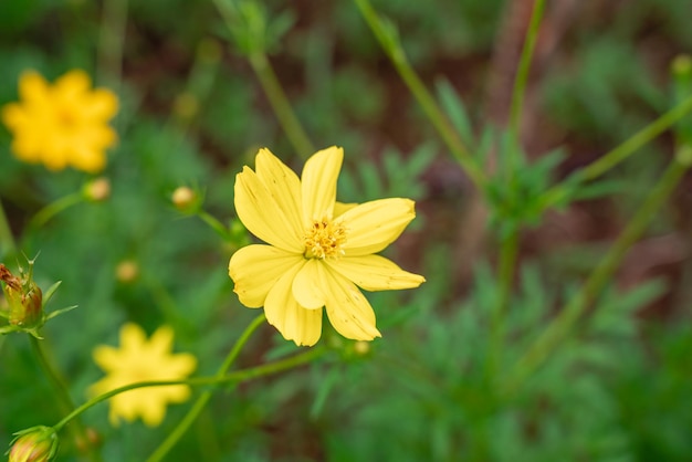 Cosmos sulphureus to gatunek rośliny kwitnącej z rodziny słoneczników Asteraceae