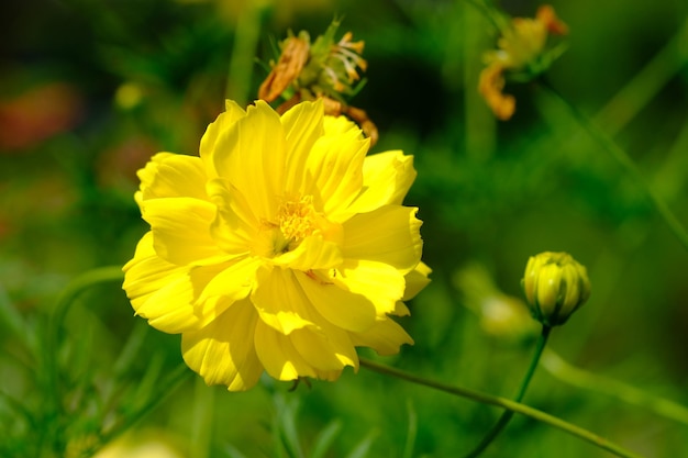 Cosmos sulphureus to gatunek rośliny kwitnącej z rodziny słonecznikowatych Asteraceae, kosmos siarkowy