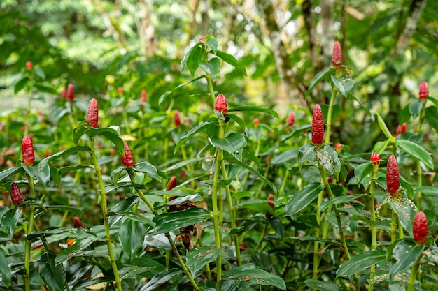 Costus spicatus, znany również jako kolczasty imbir spiralny lub imbir indyjski