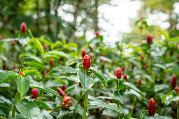 Costus spicatus, znany również jako kolczasty imbir spiralny lub imbir indyjski