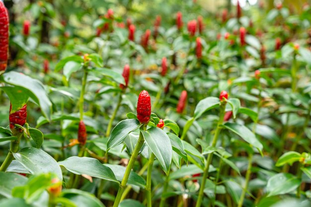 Costus spicatus, znany również jako kolczasty imbir spiralny lub imbir indyjski