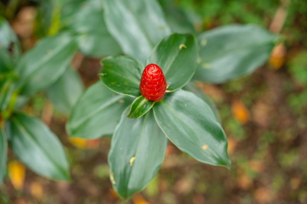 Costus spicatus, znany również jako kolczasty imbir spiralny lub imbir indyjski