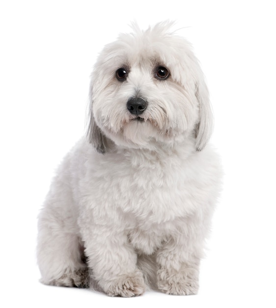 Coton de Tulear z 2 lat.