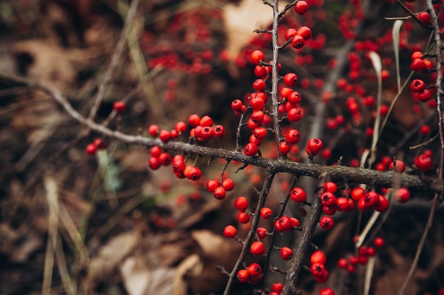 Cotoneaster dammeri krzewy tło jesienne tło roślin