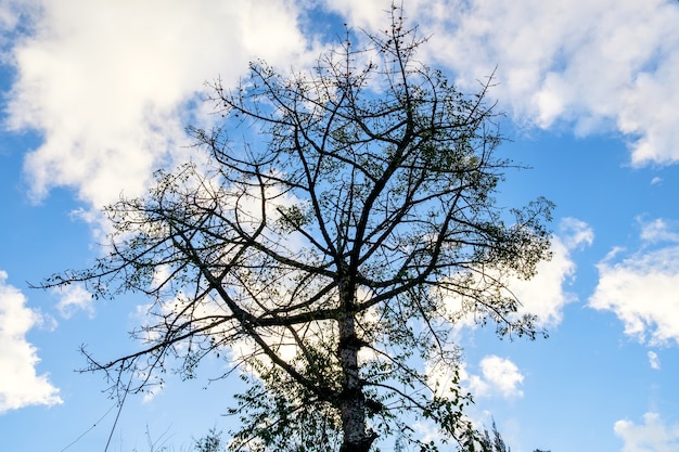 Cotton Tree, Kapok Tree, Red Cotton Tree, Jedwabna bawełna, Shving Brush, lokalne drzewo północnej Tajlandii