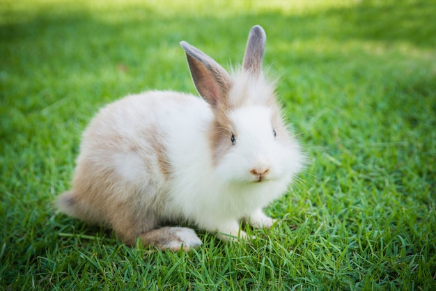 Cottontail królika królika łasowania trawa w ogródzie