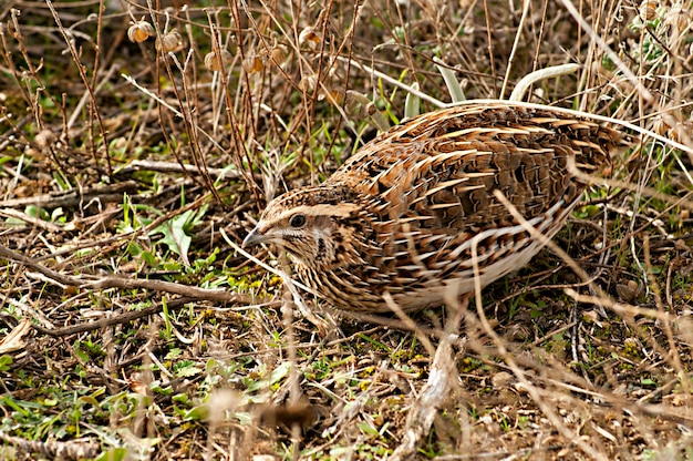 Zdjęcie coturnix coturnix przepiórka zwyczajna to gatunek ptaka grzebiącego z rodziny phasianidae