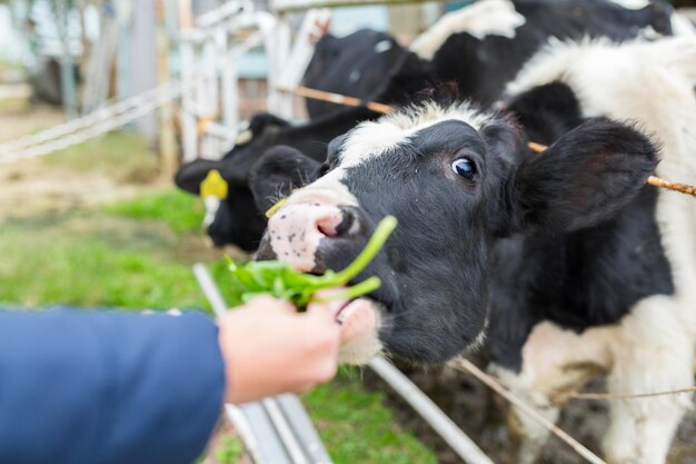 Cow Farm