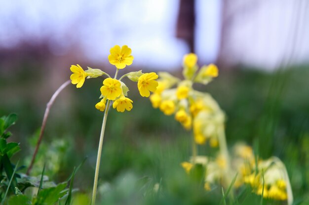 Cowslip