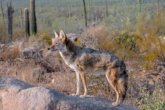 Coyote Alert na szczycie głazu na pustyni w Arizonie