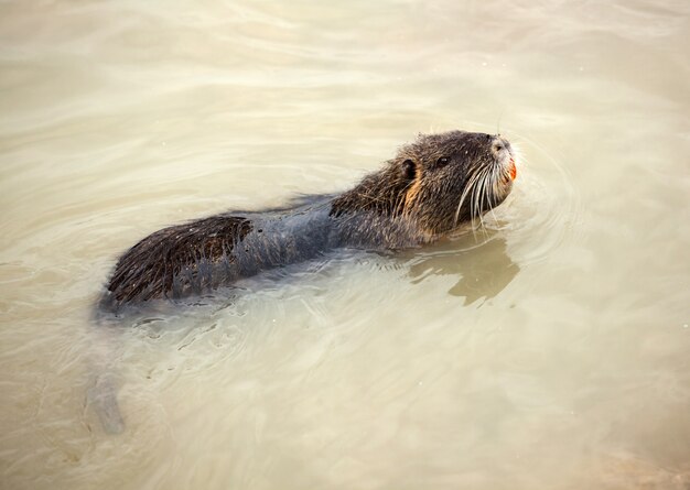 Coypu pływa w wodzie