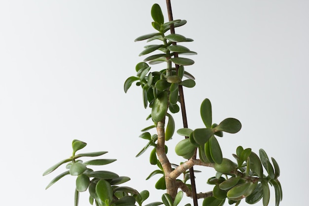 Crassula ovata gałązką i kijem podpartą rośliną i nie pozwalają na upadek na białym tle