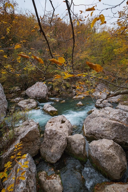 Creek w lesie jesienią słońca Sezon jesienny w lesie