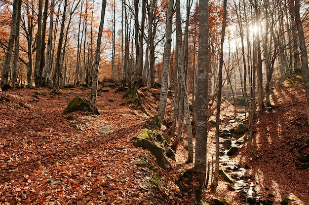 Creek W Lesie Płynie Z Góry Na Dół Tło Słońce światło I Jesień Las.