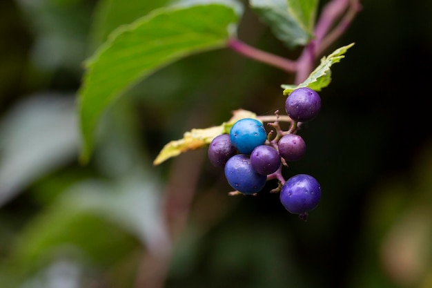 Creeper ampelopsis heterophylla zwany porcelanową jagodą amurską pieprzową i dzikim winogronem innym naukowcem