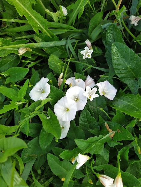 Creeper Flowers