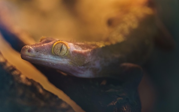 Crested gecko