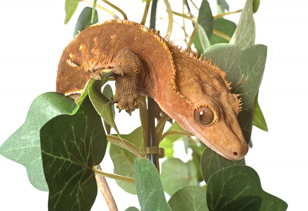 Crested gecko