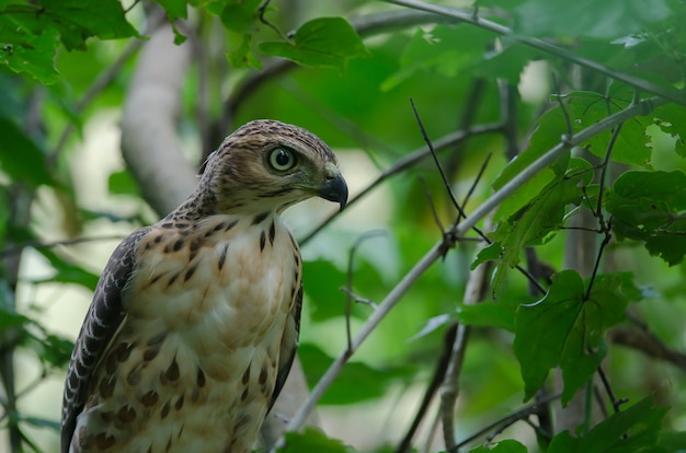 Crested goshawk w naturze