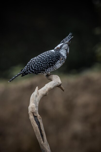 Zdjęcie crested kingfisher na gałęzi w dzielnicy chiang dao w prowincji chiangmai w tajlandii portret zwierzęcy