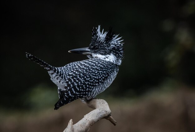 Crested Kingfisher na gałęzi w dzielnicy Chiang Dao w prowincji Chiangmai w Tajlandii portret zwierzęcy