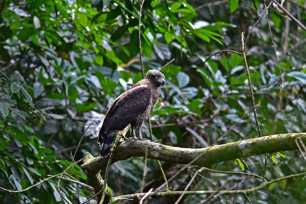Zdjęcie crested serpent eagle odpoczynku na okonie w lesie, tajlandia