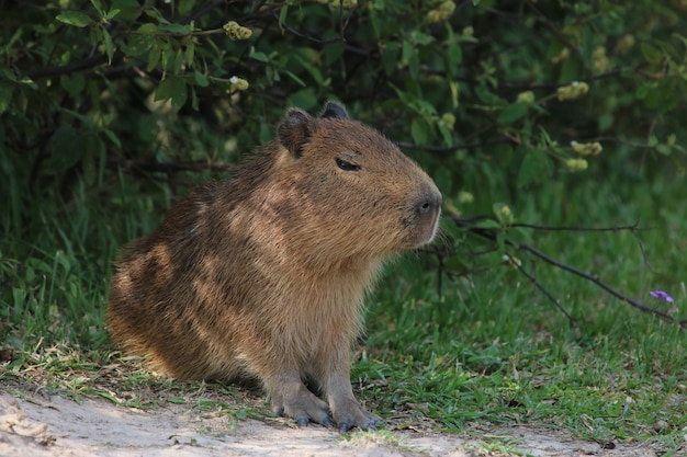 Cria de Carpincho